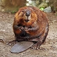 Animal