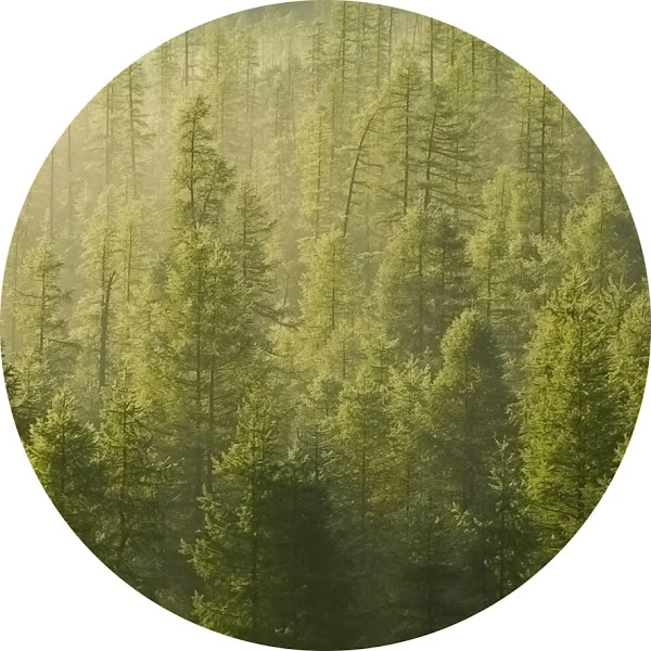 Acorde forestal