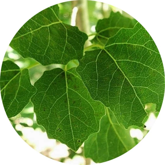 Álamo