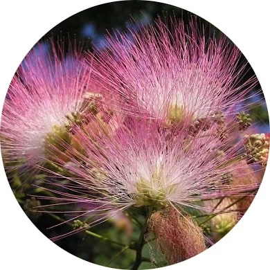Albizia