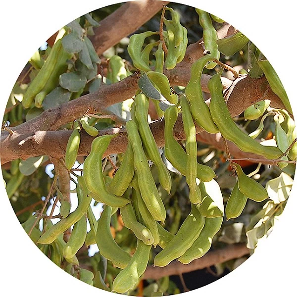 Algarroba