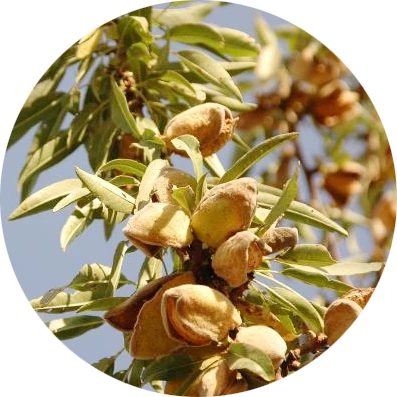 Almendro