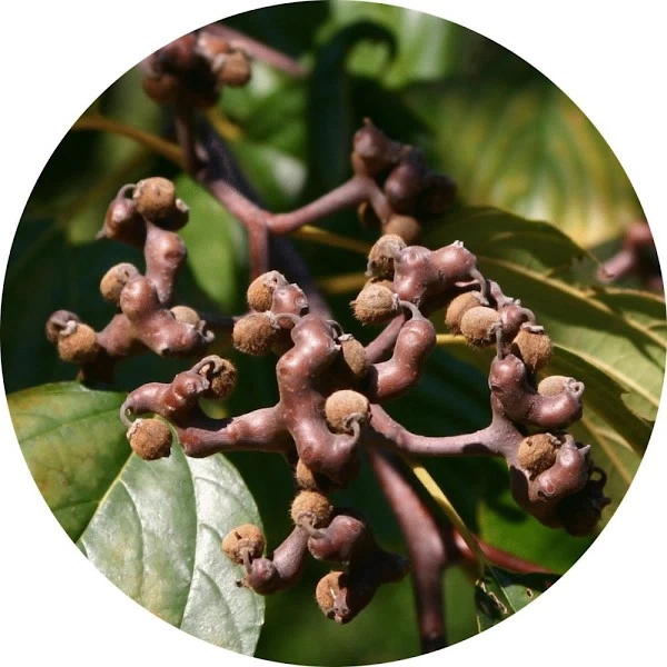Árbol del caramelo