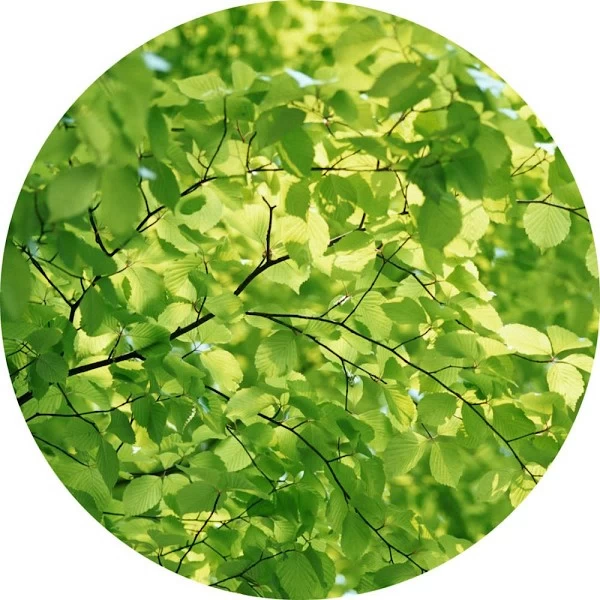 Árbol verde