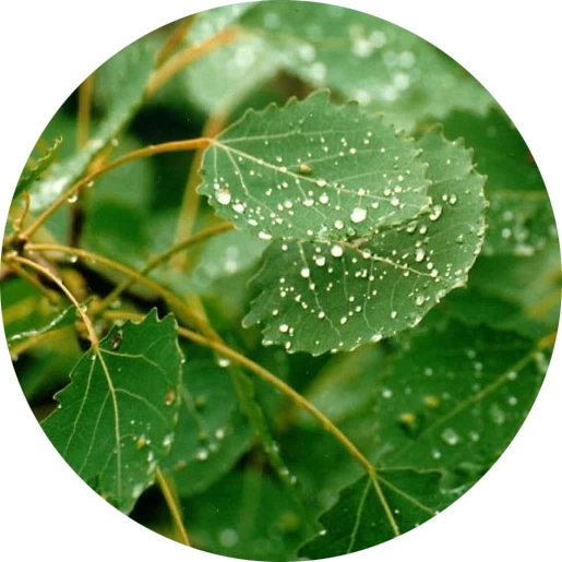 Aspen