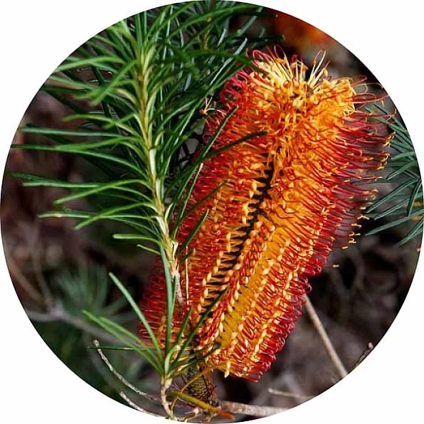 Banksia