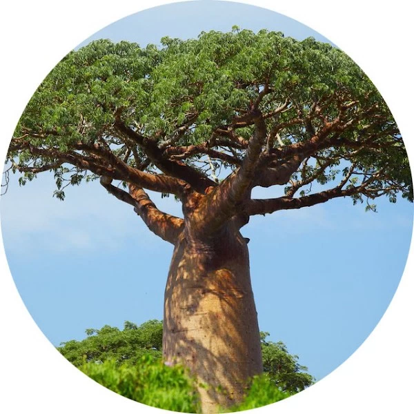 Baobab