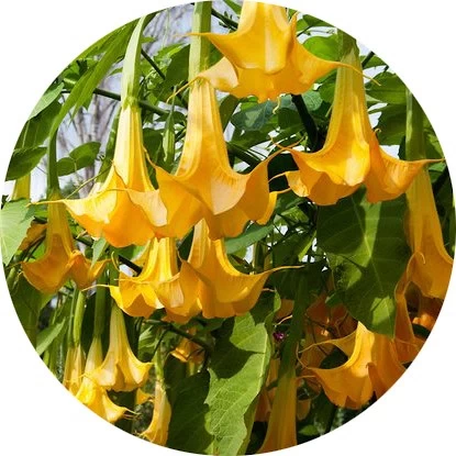 Brugmansia