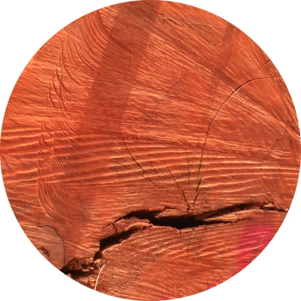 Caoba brasileña