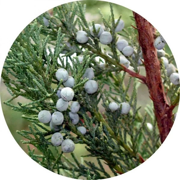 Cedro de Virginia