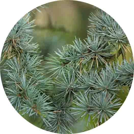 Cedro del Atlas