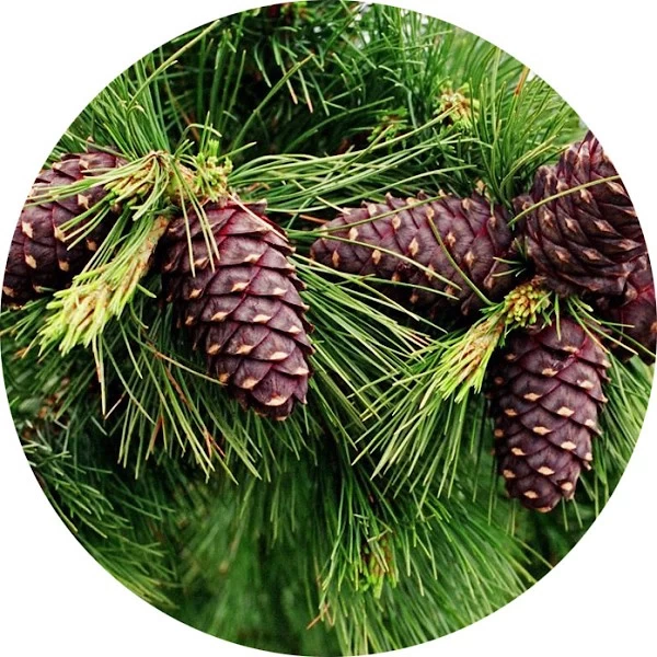 Cedro hawaiano