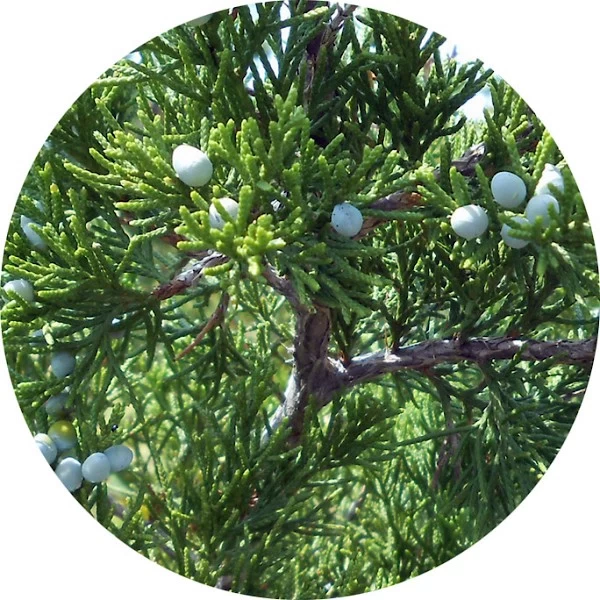 Cedro