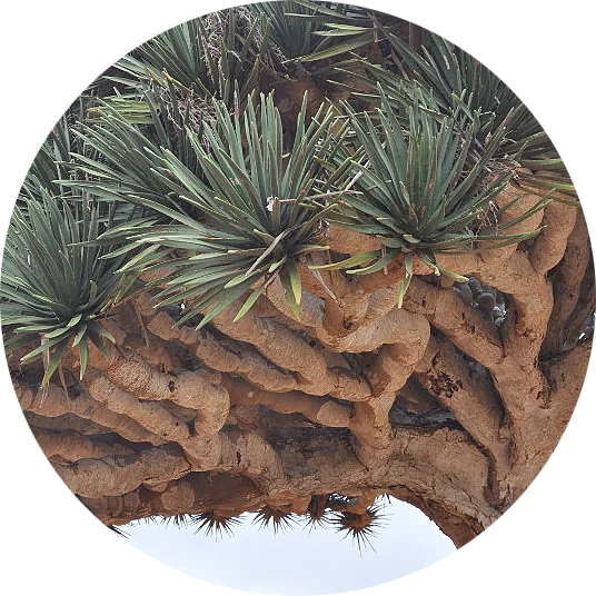 Dracaena