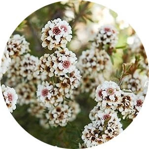 Fragonia