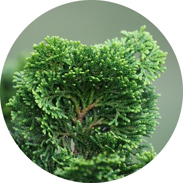 Hinoki