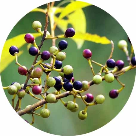 Litsea cubeba