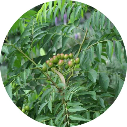 Madera de curry