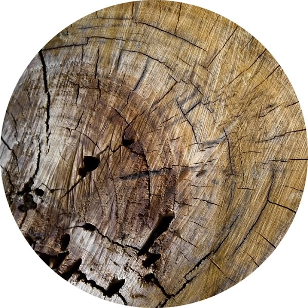 Madera seca