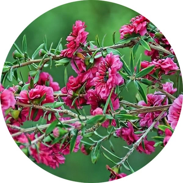 Manuka
