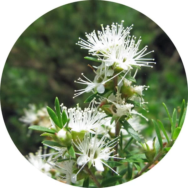 Melaleuca