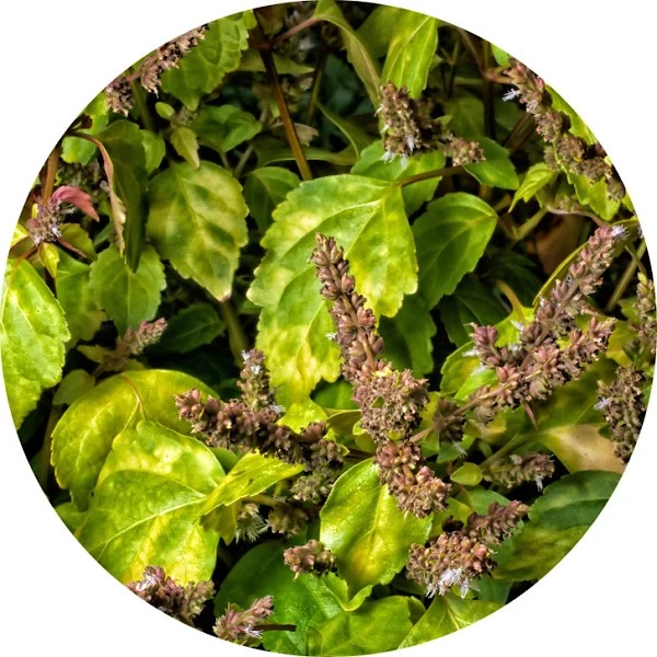 Pachulí