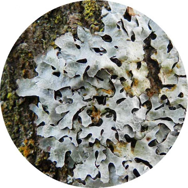 Parmelia