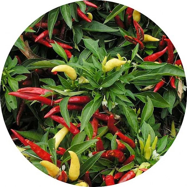 Pimiento americano
