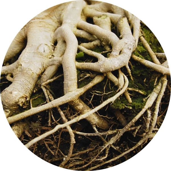 Raíces de plantas