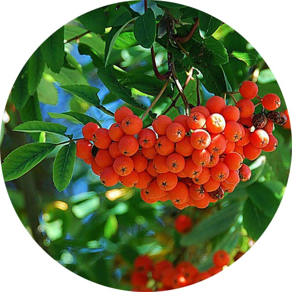 Rowan