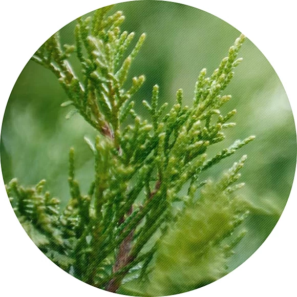 Thuja