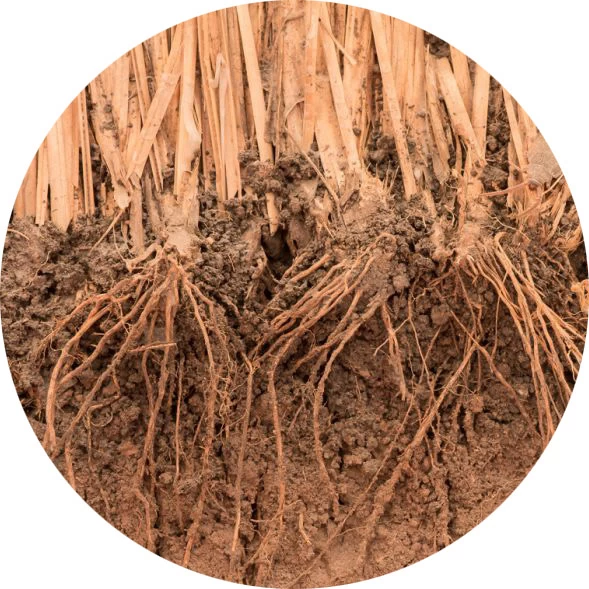 Vetiver