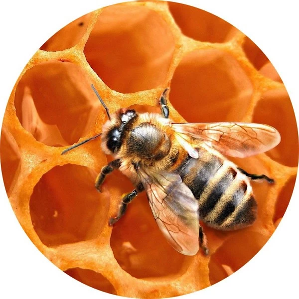 Cera de abejas