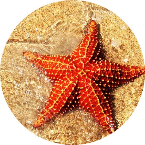Estrella de mar