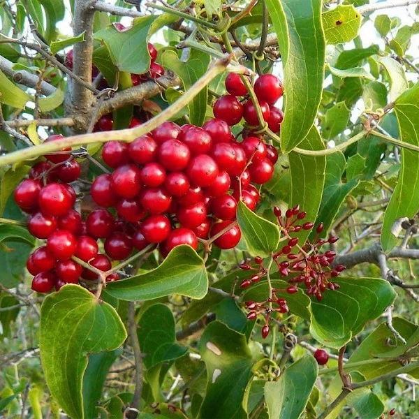 Smilax