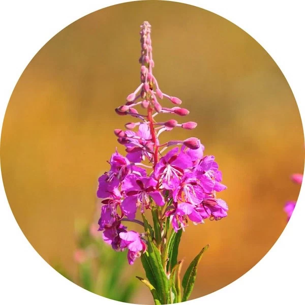 Adelfilla