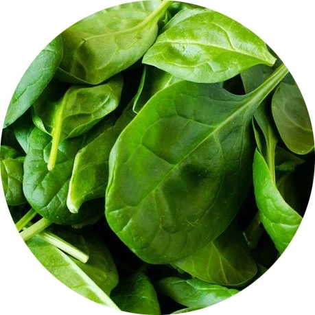 Espinaca