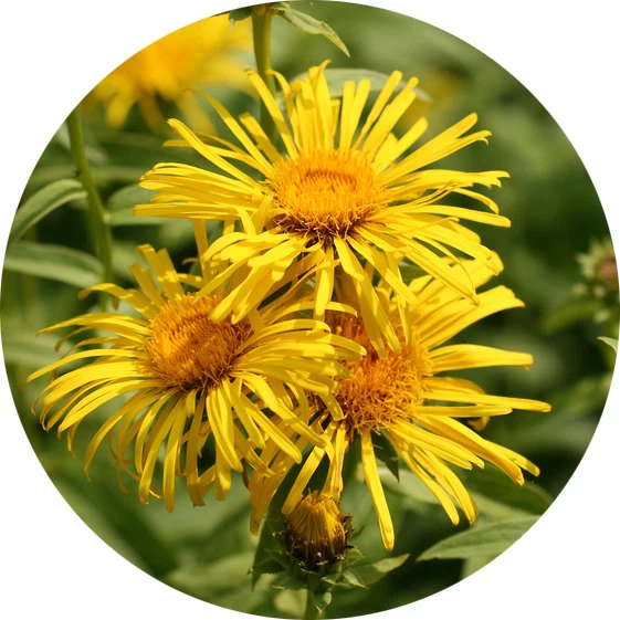 Inula