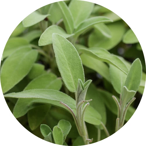 Salvia