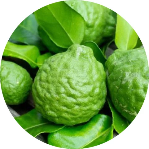 Bergamota