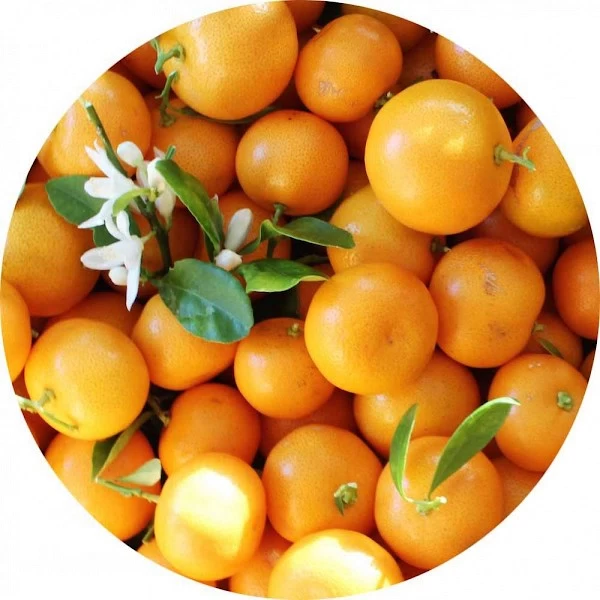 Calamondín