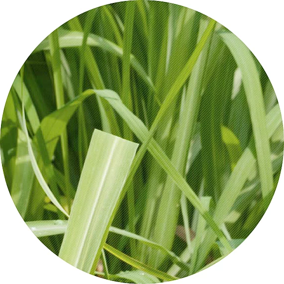 Hierba limón