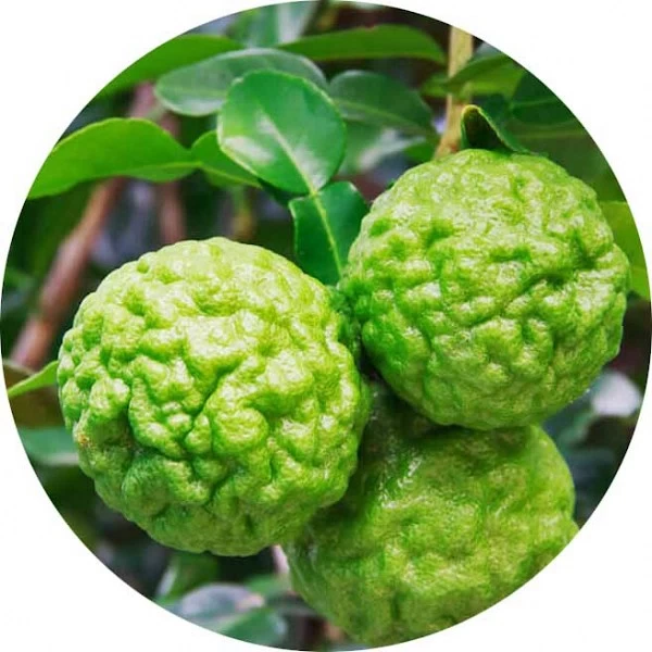 Lima kaffir