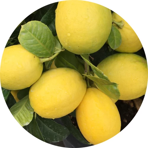 Limequat