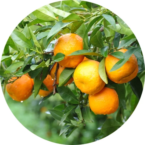 Naranja amarga