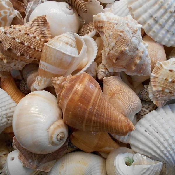 Choya Nakh