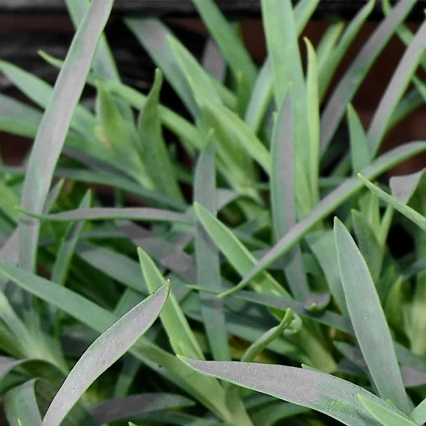 Hoja de clavo