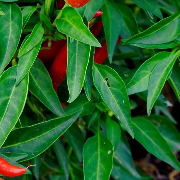Hojas de guindilla