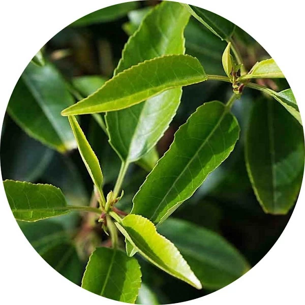 Laurel