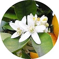 Flor de mandarina